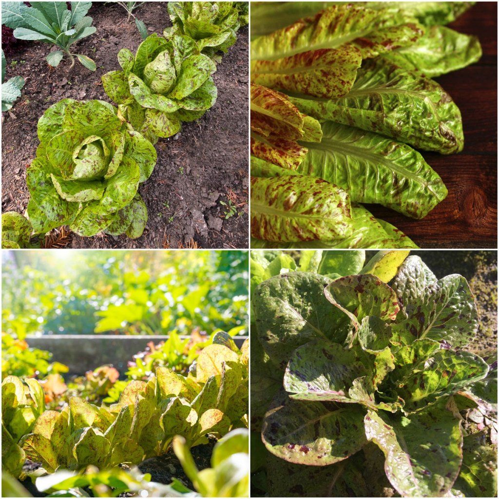 Lettuce - Butterhead Speckles seeds - Happy Valley Seeds