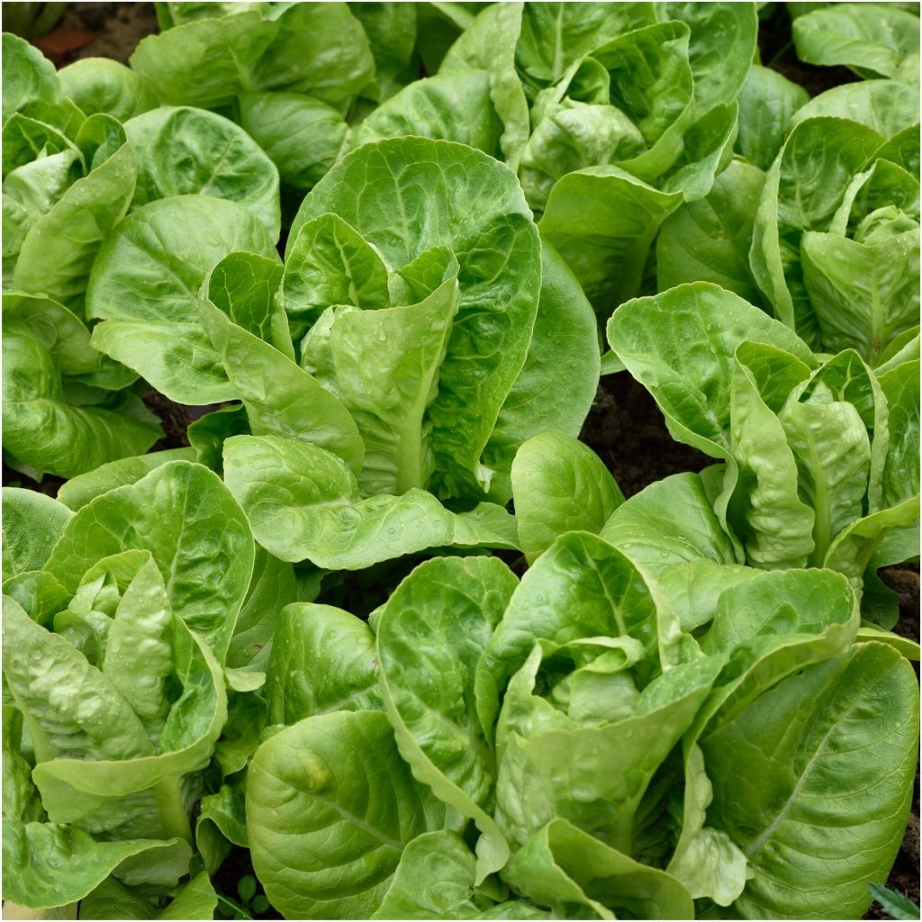 Lettuce - Little Gem (Mini Cos) seeds - Happy Valley Seeds