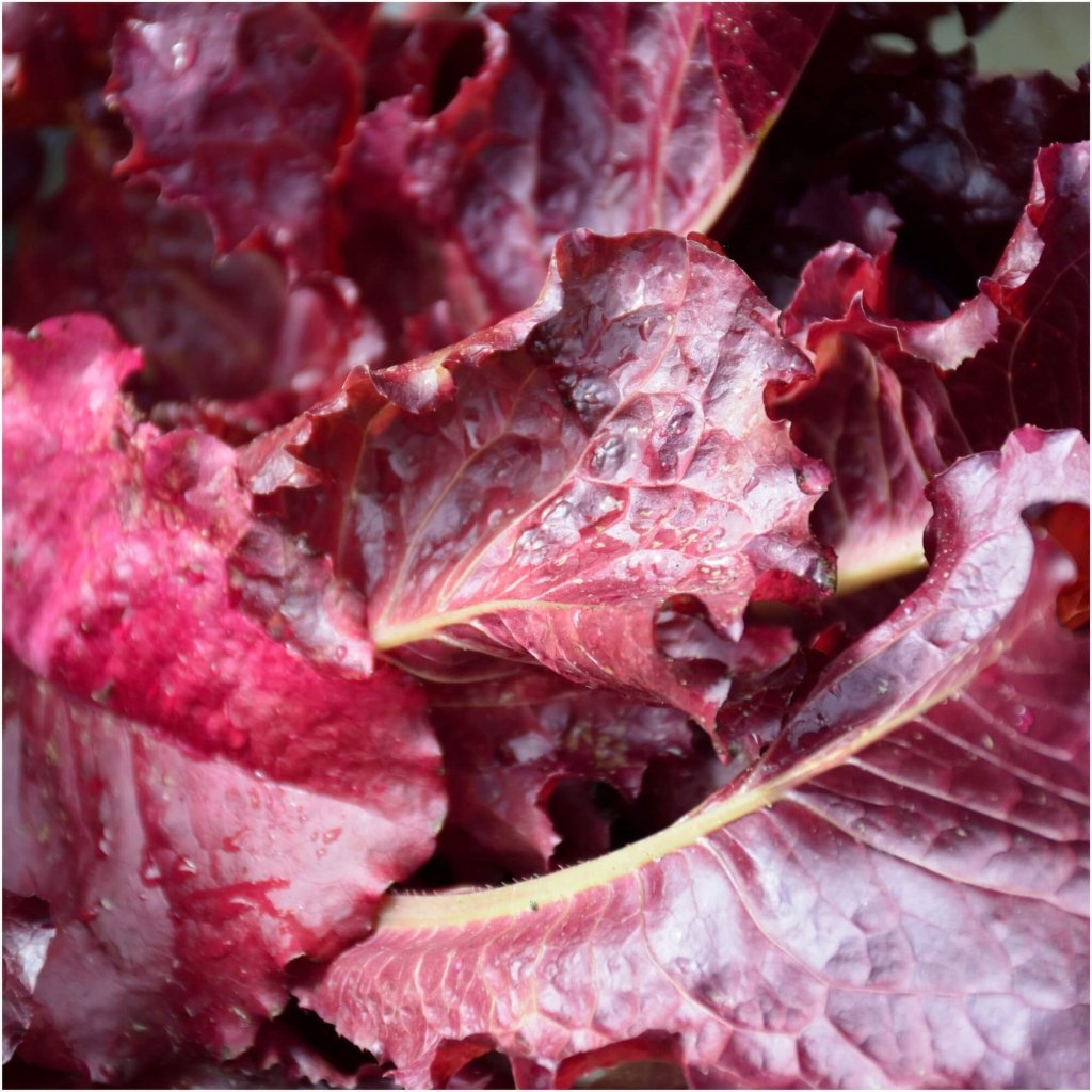 Lettuce - Ruby Red seeds - Happy Valley Seeds