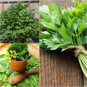 Lovage seeds