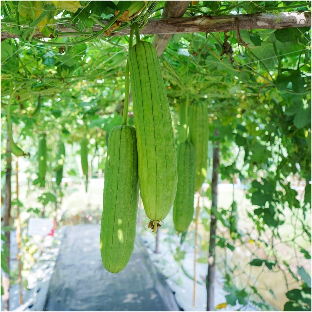 Luffa Gourd (Sponge Gourd) seeds - Happy Valley Seeds