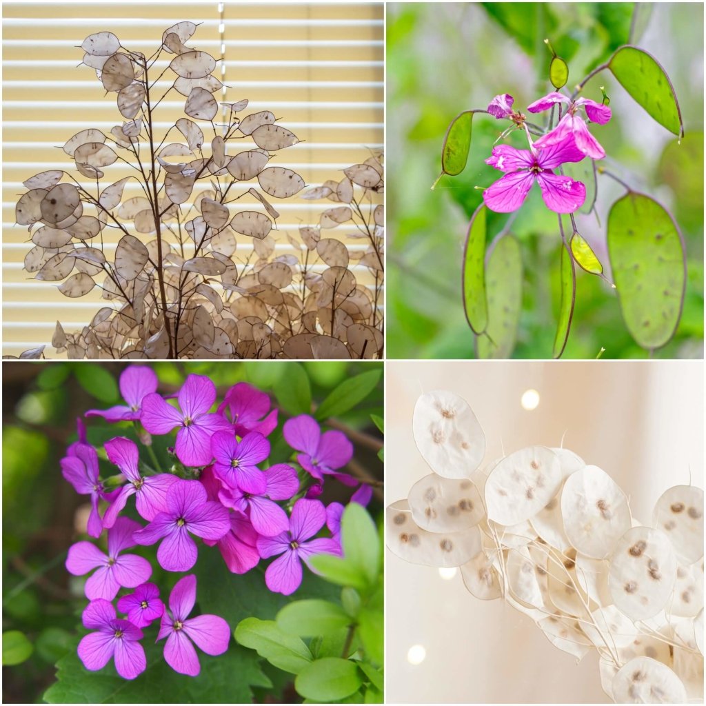 Lunaria Honesty lunaria-honesty