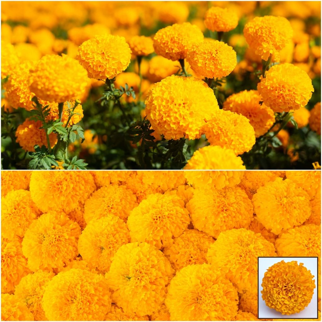 Marigold (African) - Crackerjack seeds - Happy Valley Seeds
