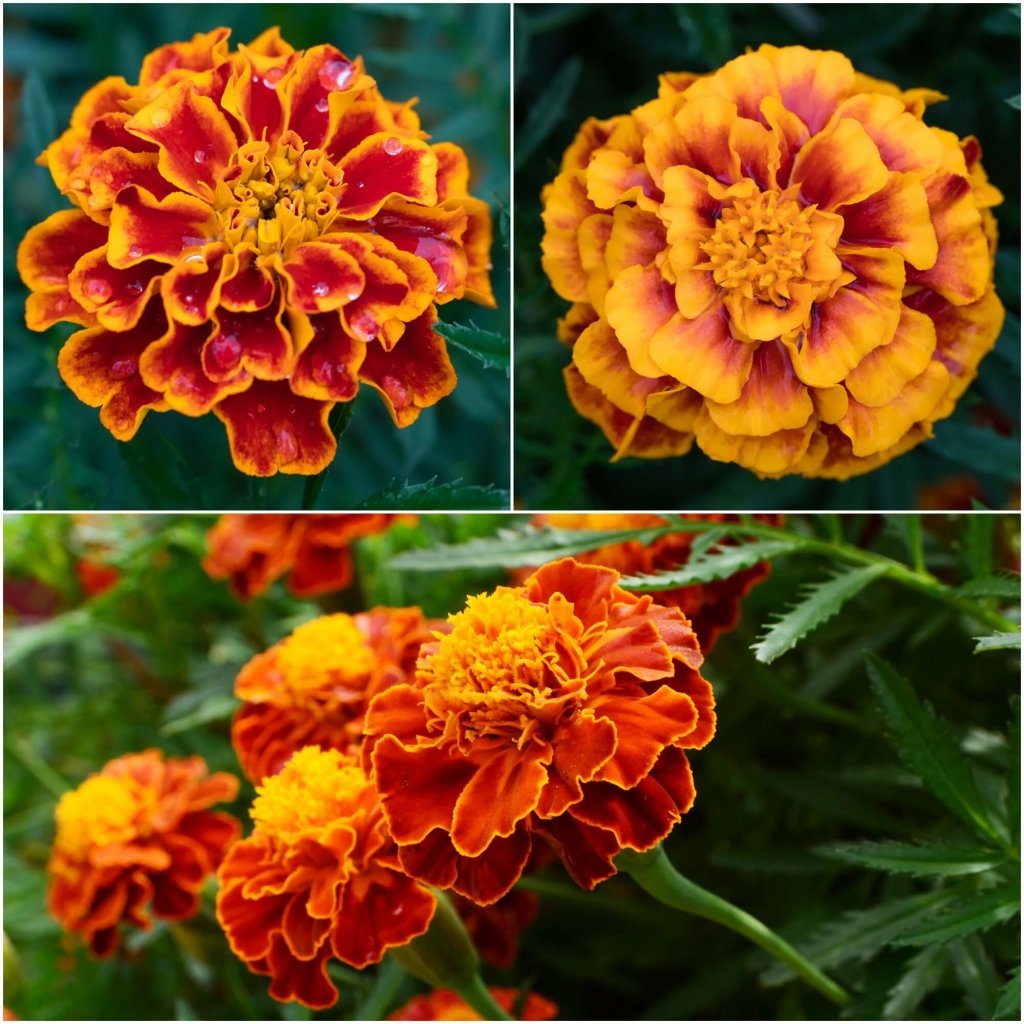Marigold - Bolero seeds - Happy Valley Seeds