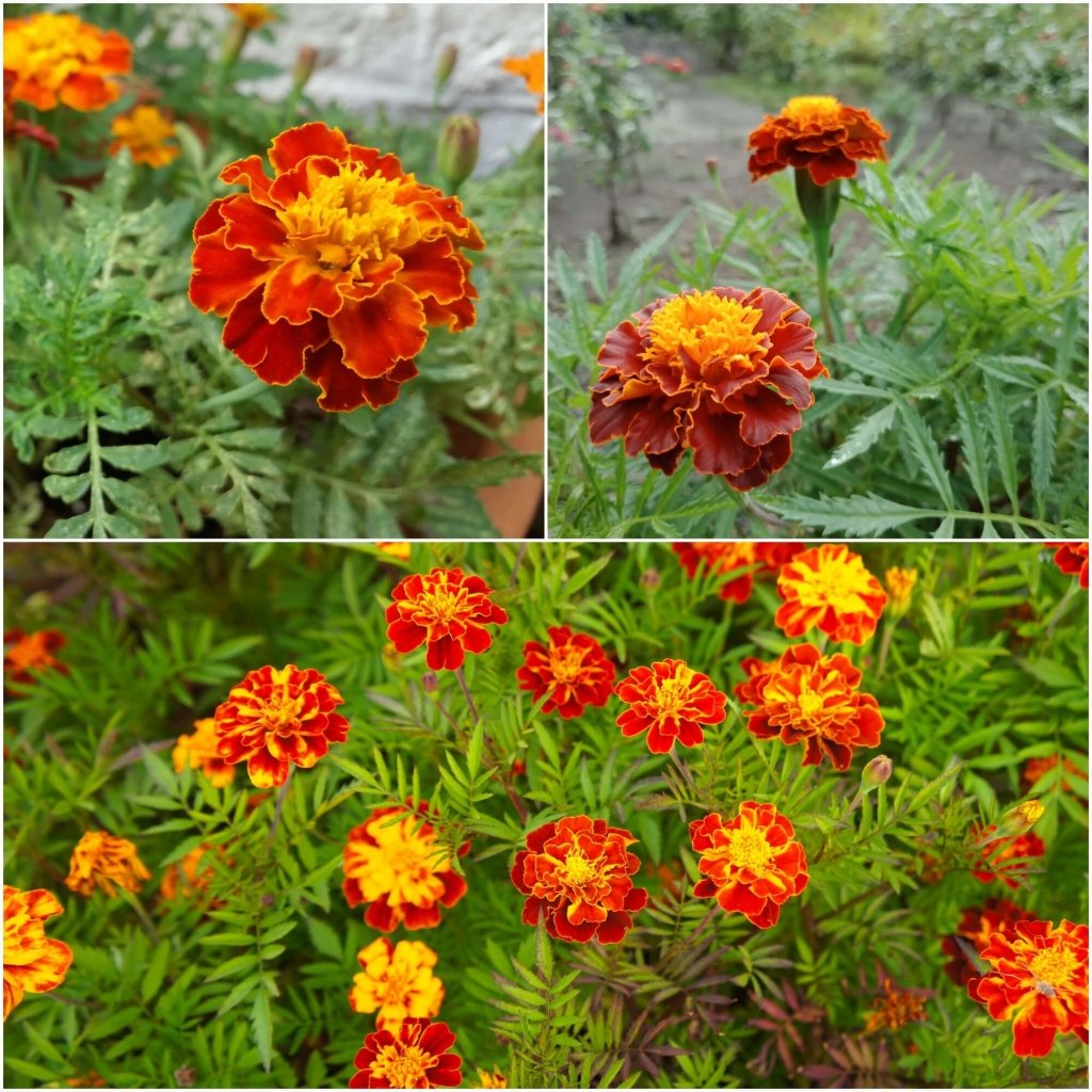 Marigold (French) - Petite Mix seeds - Happy Valley Seeds