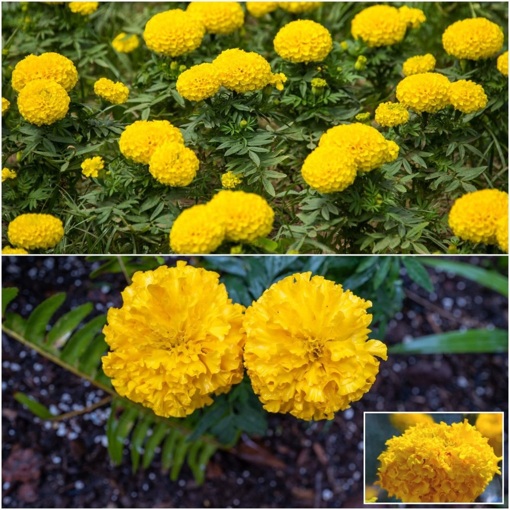 Marigold - Hawaii seeds - Happy Valley Seeds