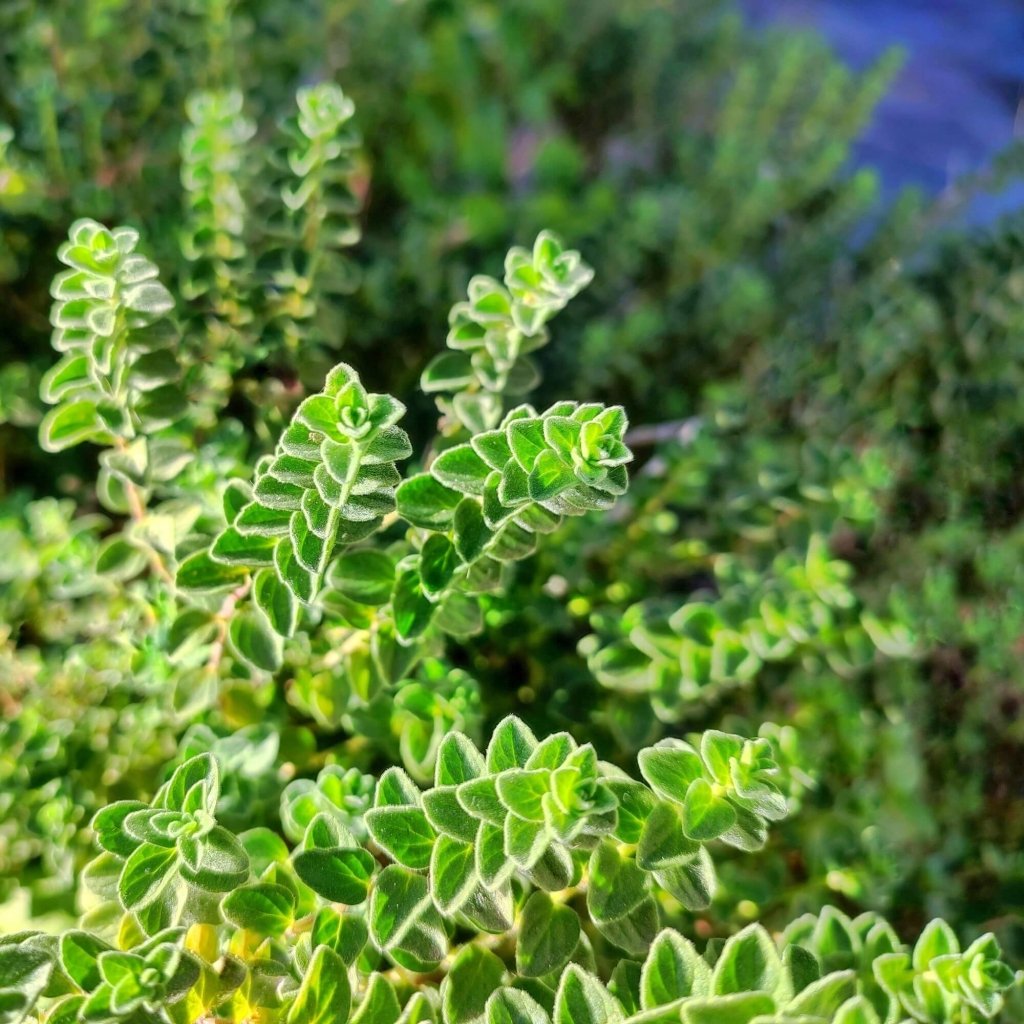 Buy Marjoram Sweet seeds Online Happy Valley Seeds