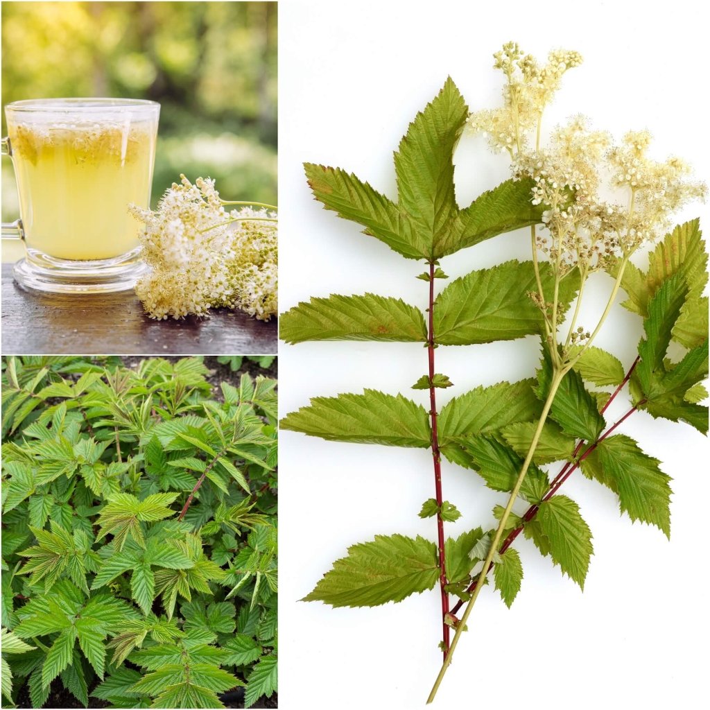 Meadowsweet seeds - Happy Valley Seeds