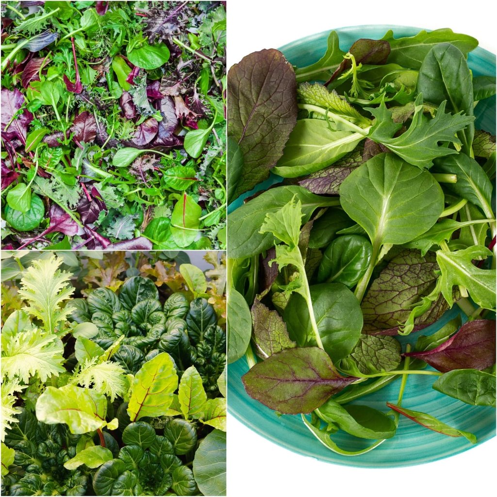Mesclun - Heirloom Mix seeds - Happy Valley Seeds
