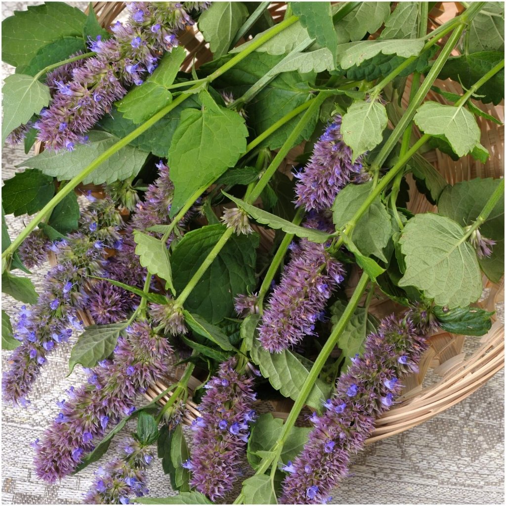 Mint - Korean Mint seeds - Happy Valley Seeds
