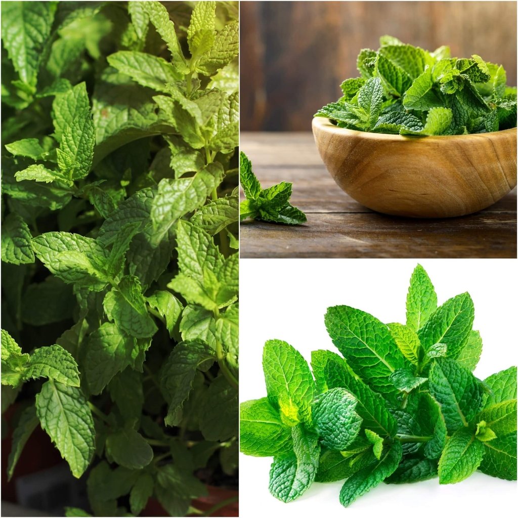 Mint - Peppermint seeds - Happy Valley Seeds