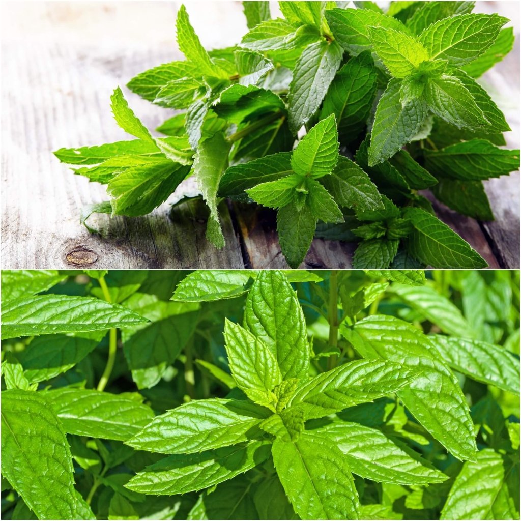 Mint - Spearmint seeds - Happy Valley Seeds