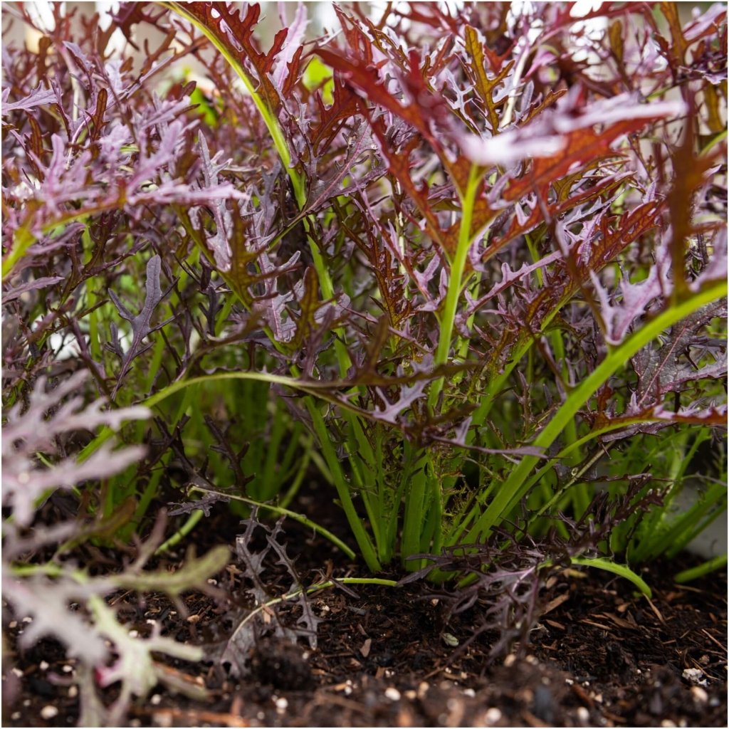 Mizuna - Flame Trees seeds - Happy Valley Seeds
