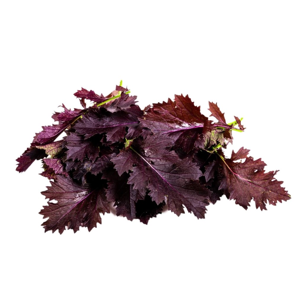 Mizuna - Garnet seeds - Happy Valley Seeds