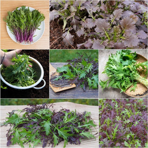 Mizuna - Heirloom Mix seeds