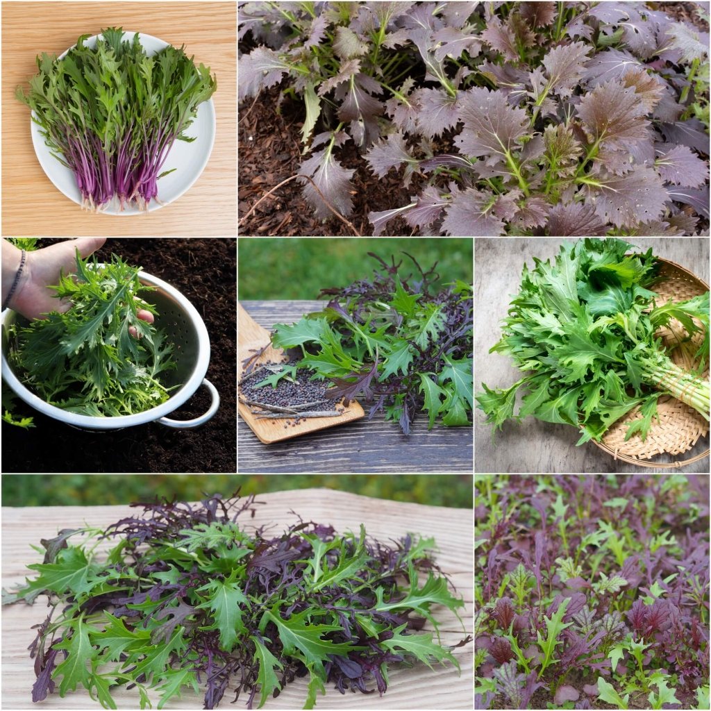 Mizuna - Heirloom Mix seeds - Happy Valley Seeds