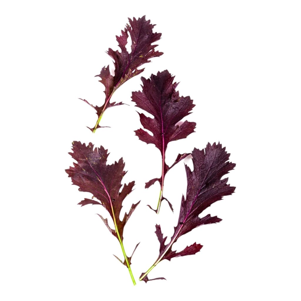 Mizuna - Red seeds - Happy Valley Seeds