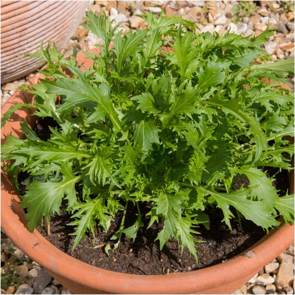 Mizuna seeds - Happy Valley Seeds
