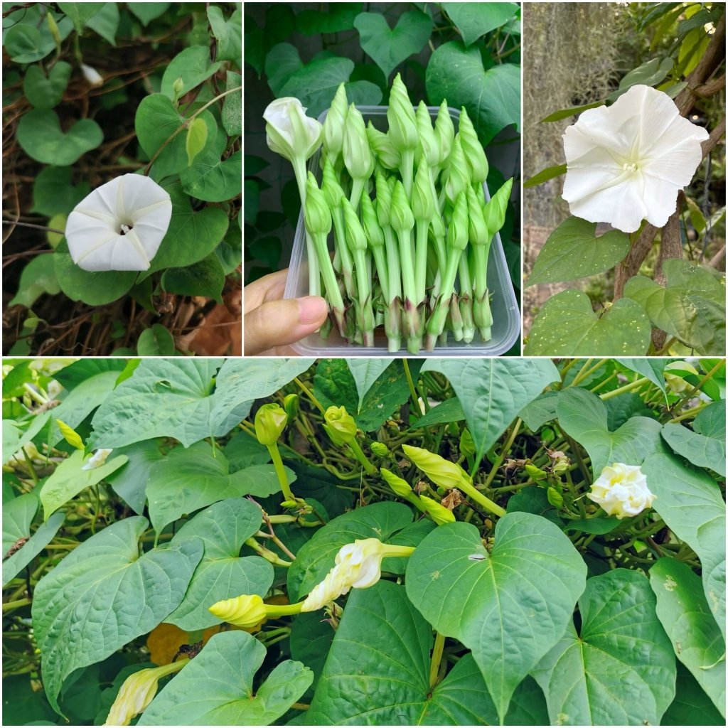 moon plants seeds Moon Flower Seeds