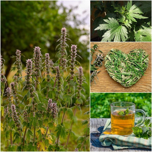 Motherwort seeds