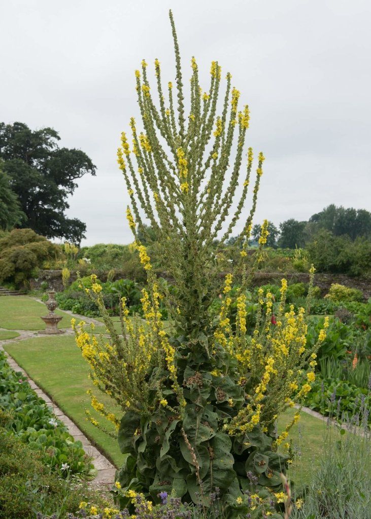 Mullein Greek seeds - Happy Valley Seeds