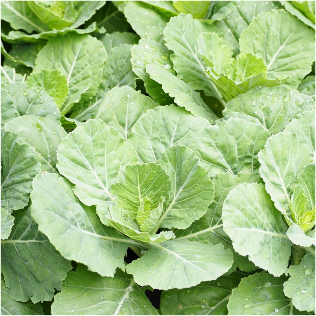 Mustard - Broad Leaf seeds - Happy Valley Seeds