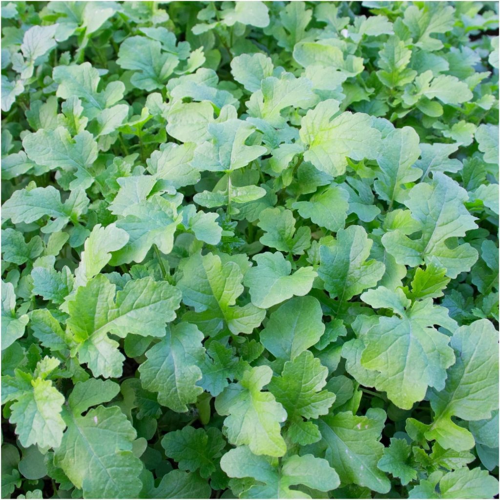 Mustard - Ethiopian (Texsel Greens) seeds - Happy Valley Seeds