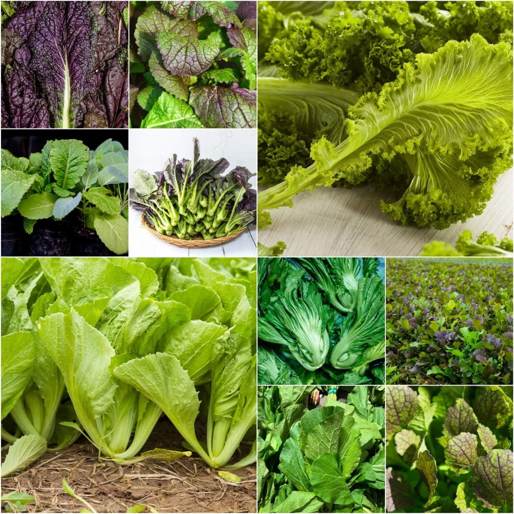 Mustard - Heirloom Mix seeds - Happy Valley Seeds