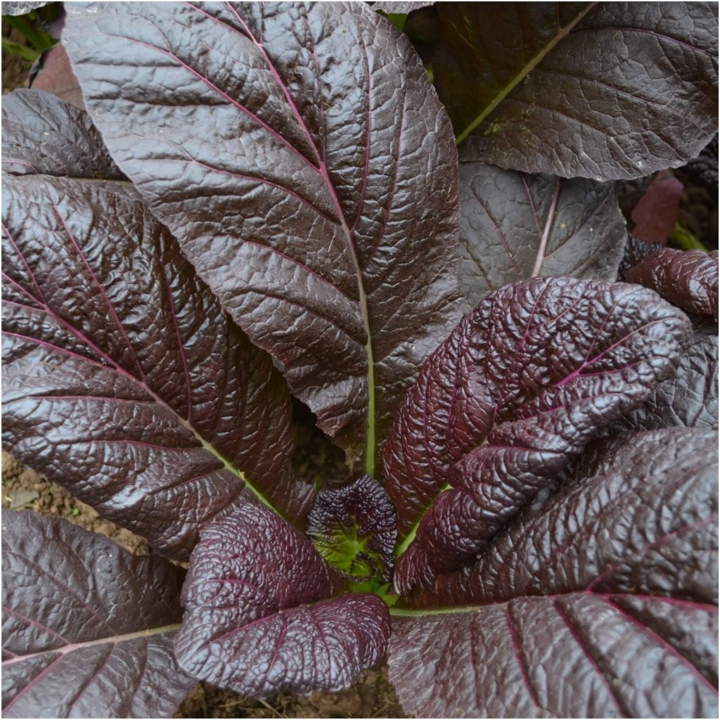 Mustard - Osaka Purple seeds - Happy Valley Seeds