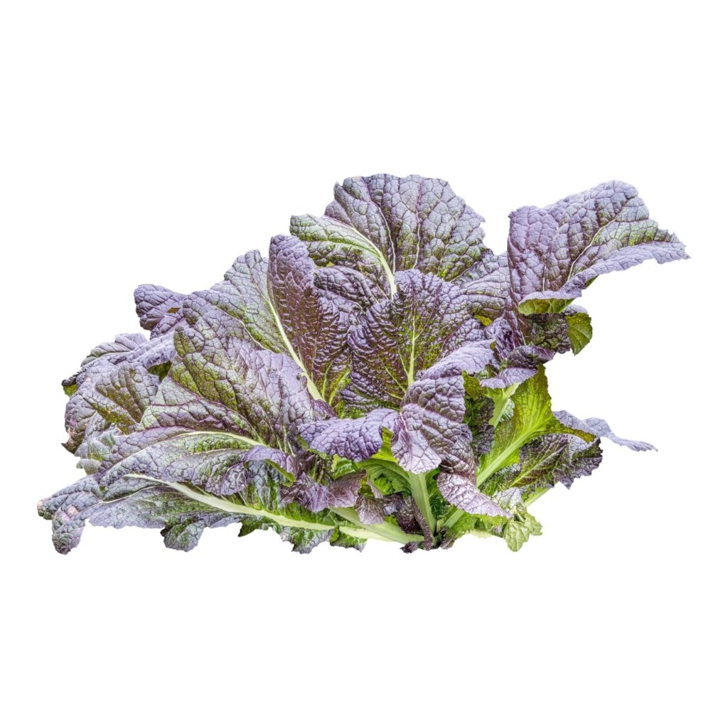 Buy Mustard Red Giant Seeds Online | Happy Valley Seeds