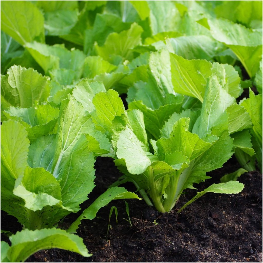 Mustard - Tender Green seeds - Happy Valley Seeds