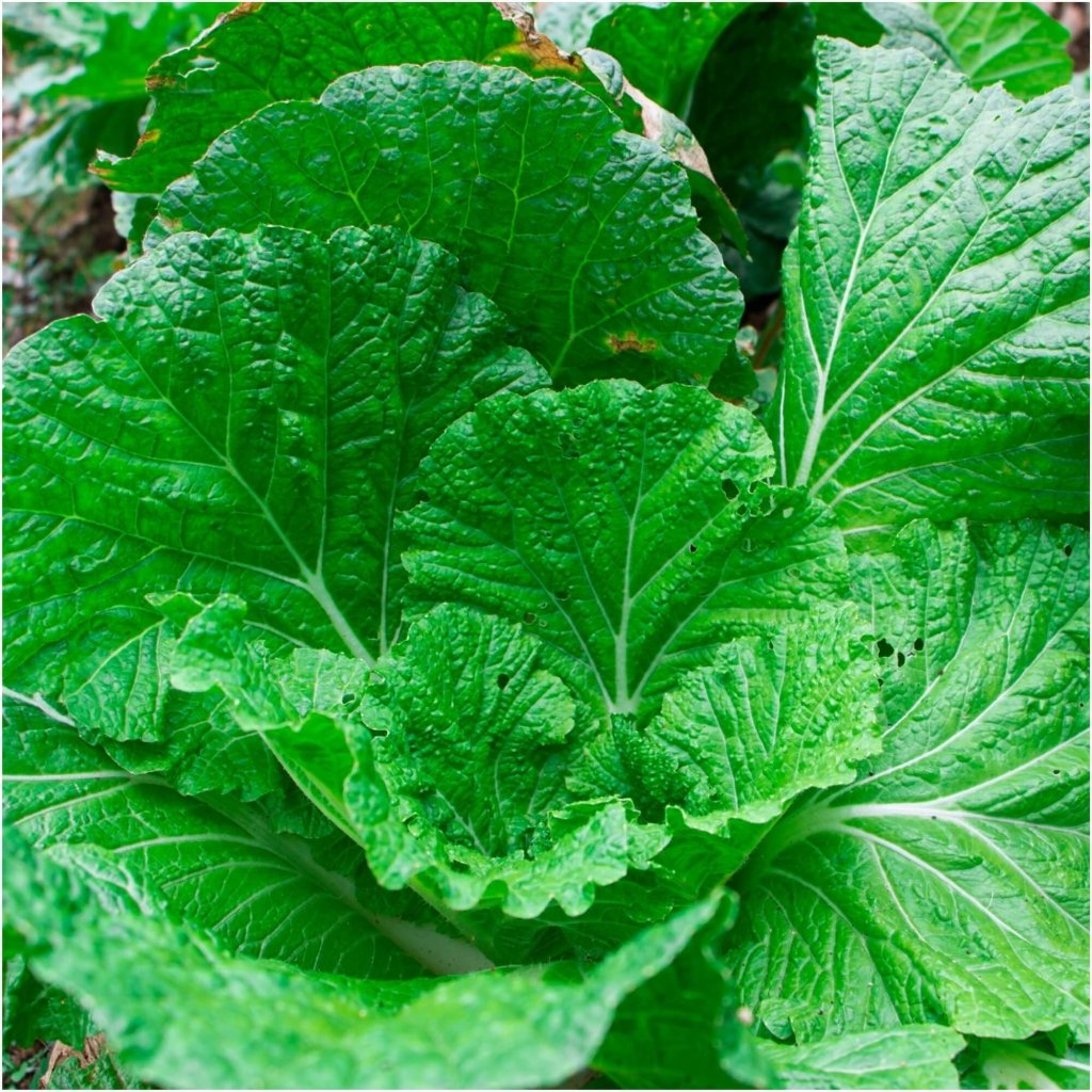 Mustard - Yukina Savoy seeds - Happy Valley Seeds