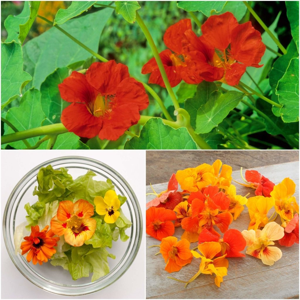 Nasturtium - Gleam Hybrid Mix seeds - Happy Valley Seeds