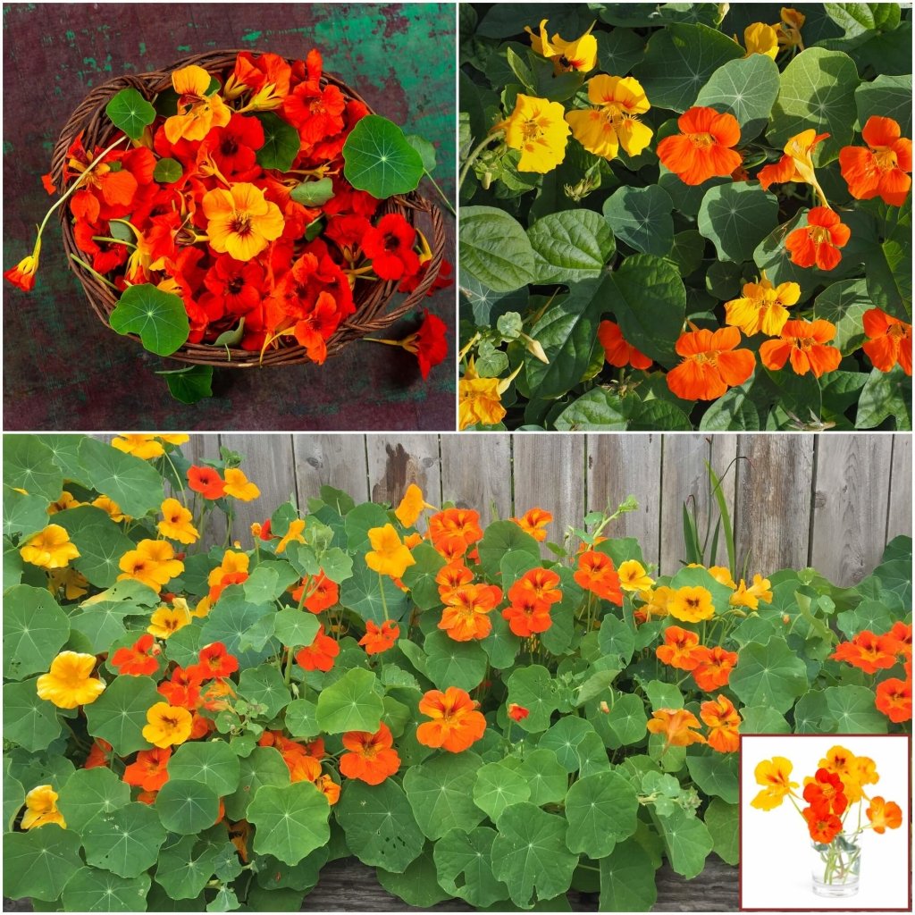 Nasturtium - Tom Thumb Mix seeds - Happy Valley Seeds