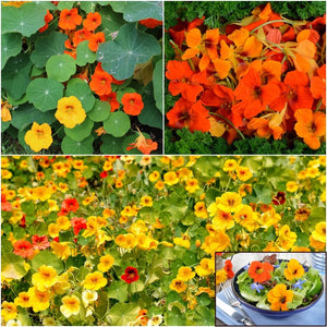 Nasturtium - Whirlybird Single Mixed seeds