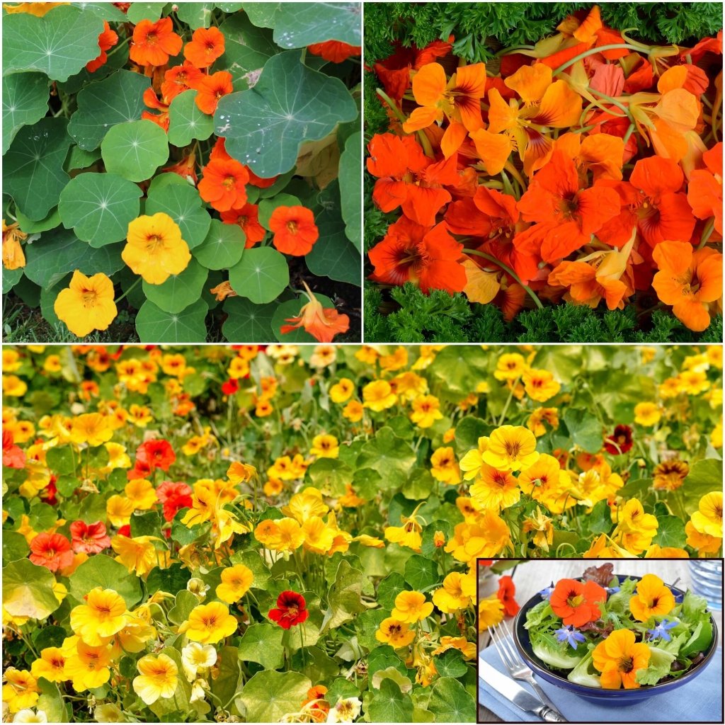 Nasturtium - Whirlybird Single Mixed seeds - Happy Valley Seeds