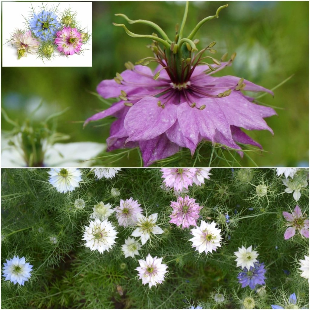 Nigella - Miss Jekyll Double Flowered Mix seeds - Happy Valley Seeds