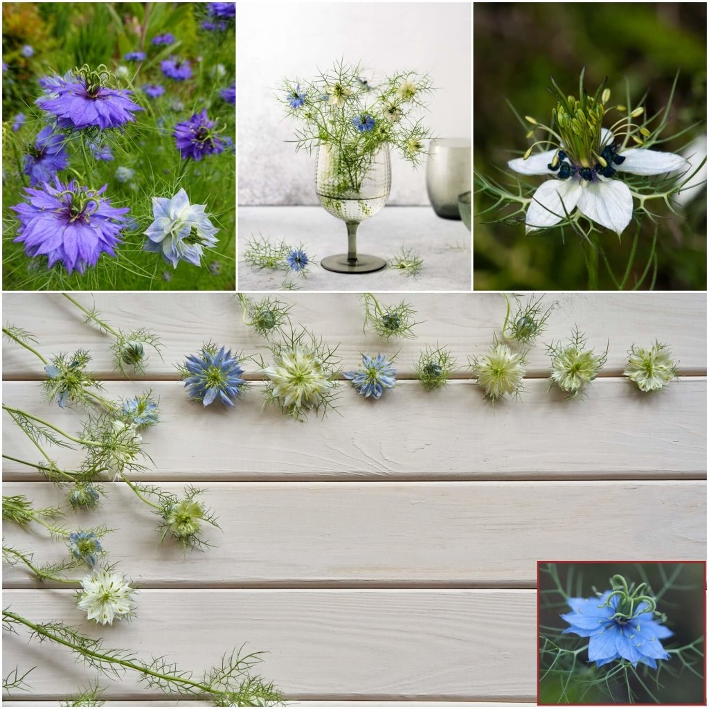 Nigella - Persian Jewels Mixed seeds - Happy Valley Seeds