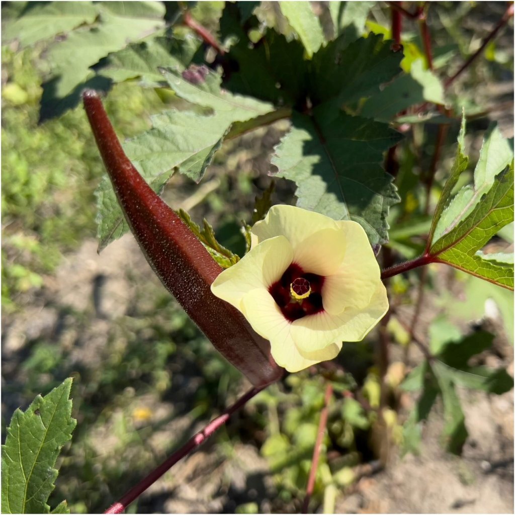 Okra - Red Burgundy seeds - Happy Valley Seeds