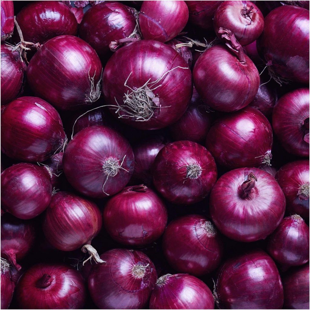 Onion - Californian Red Shine seeds - Happy Valley Seeds