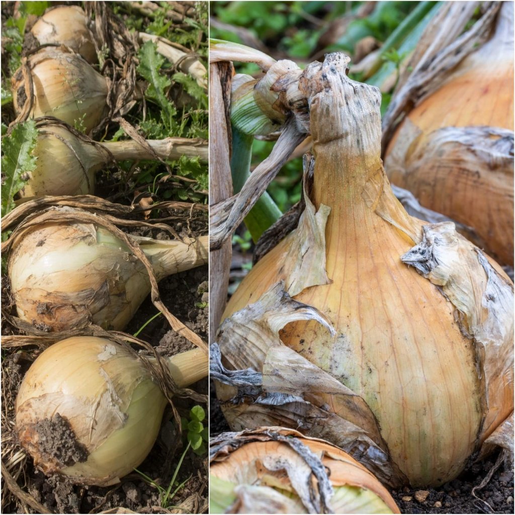 Onion - Giant (Ailsa Craig) seeds - Happy Valley Seeds