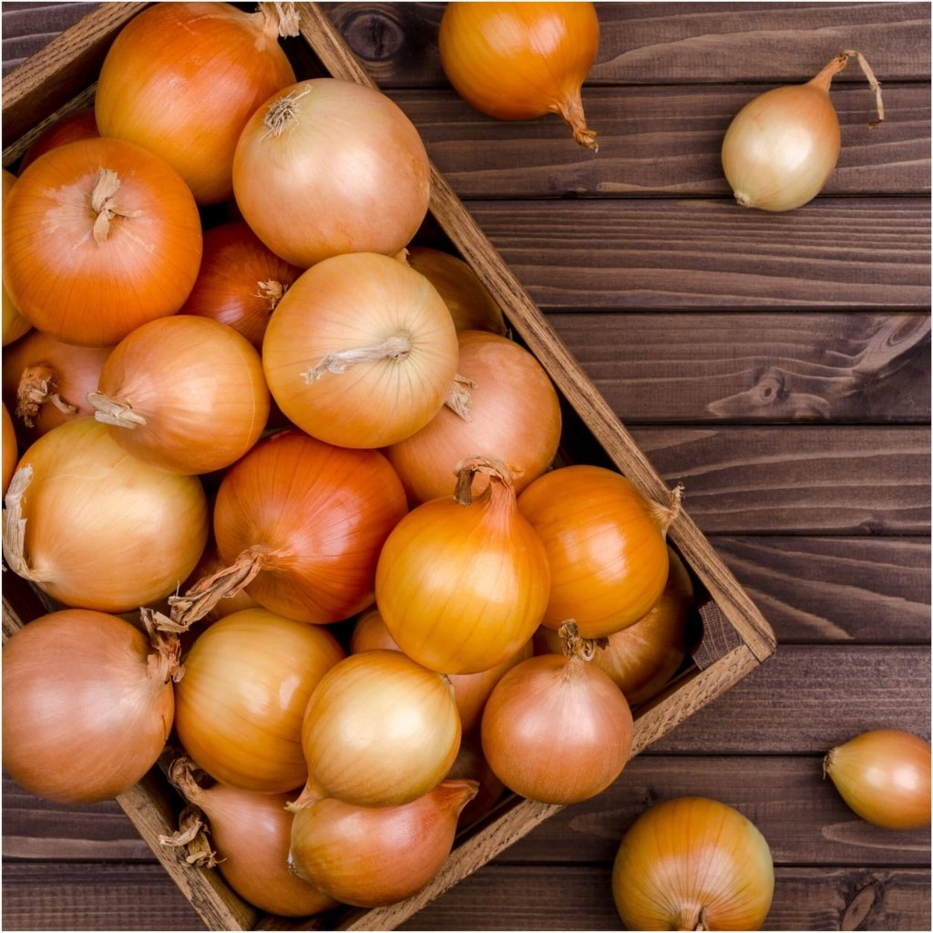 Onion - Gladalan Brown seeds - Happy Valley Seeds