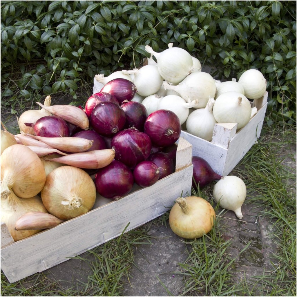 Onion - Heirloom Mix seeds - Happy Valley Seeds