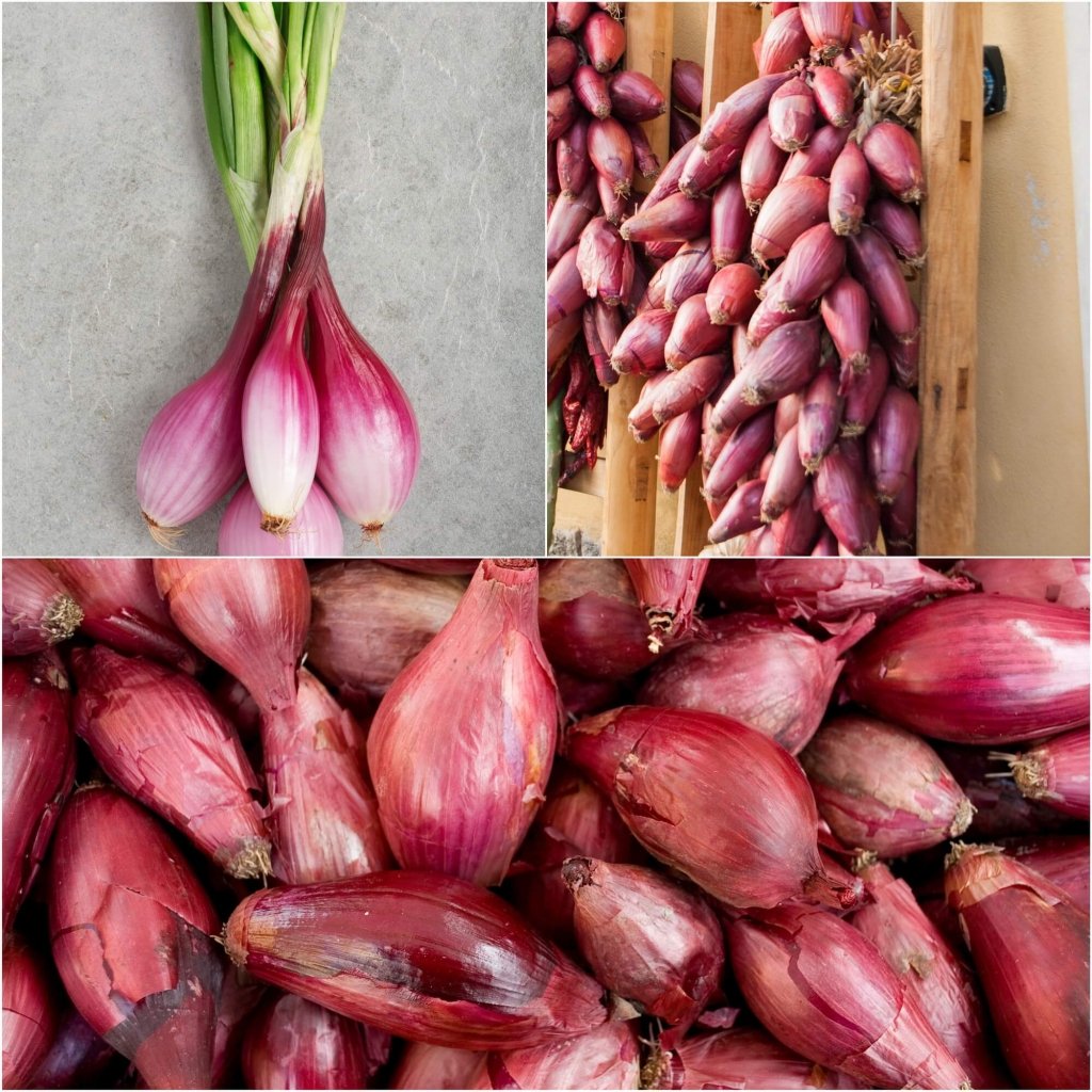 Onion - Long Tropea Red seeds - Happy Valley Seeds