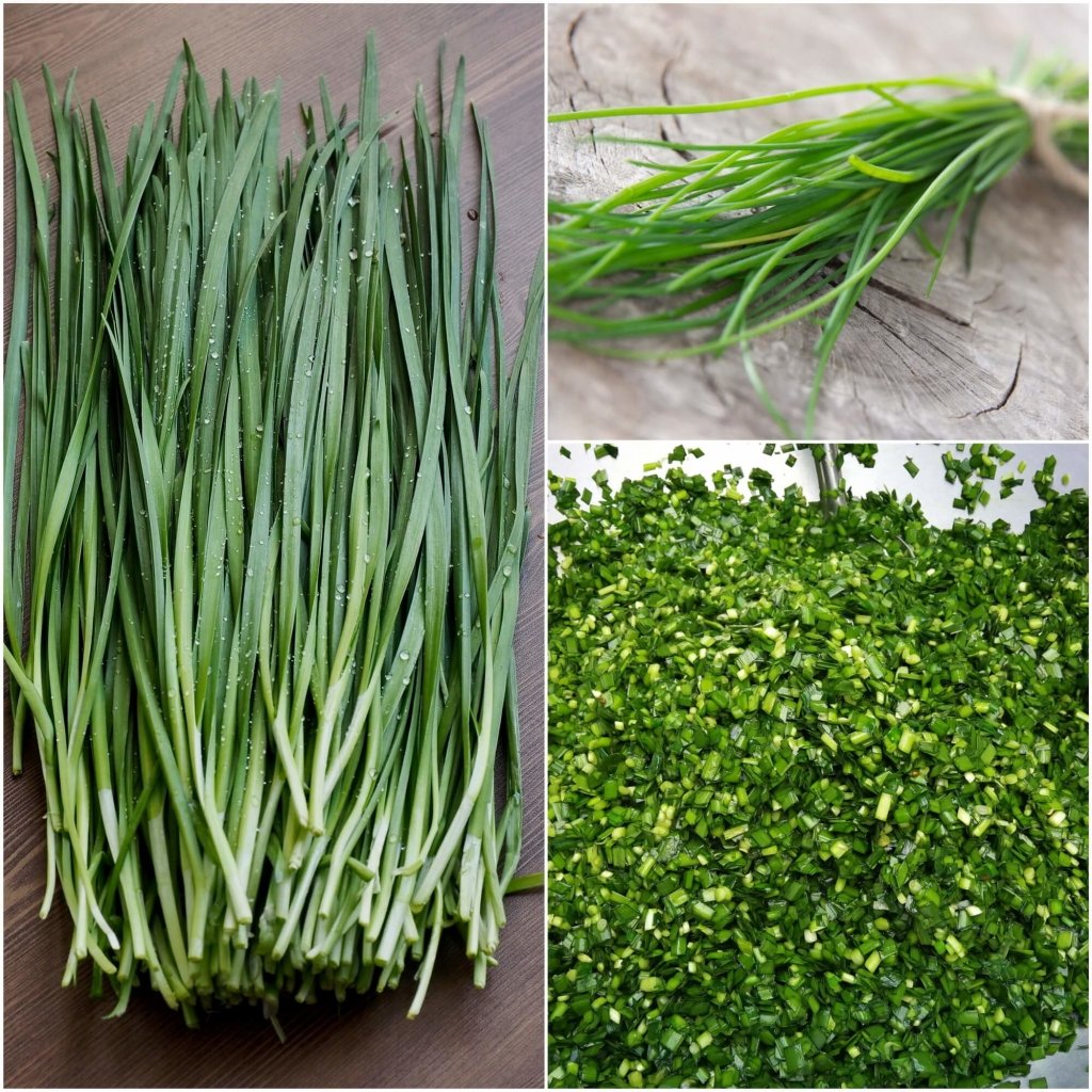 Onion (Spring) - Fuyuyo seeds - Happy Valley Seeds