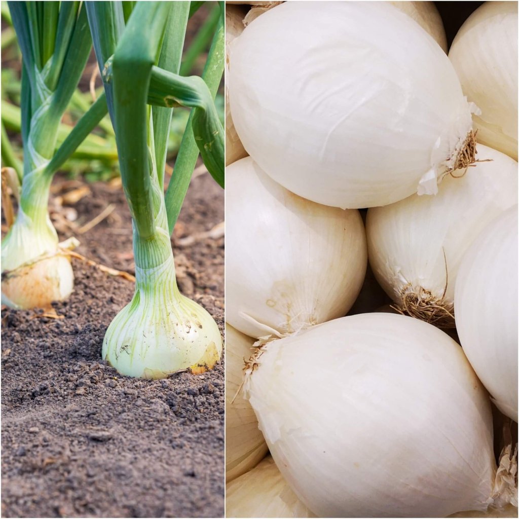 Onion - White Spanish seeds - Happy Valley Seeds