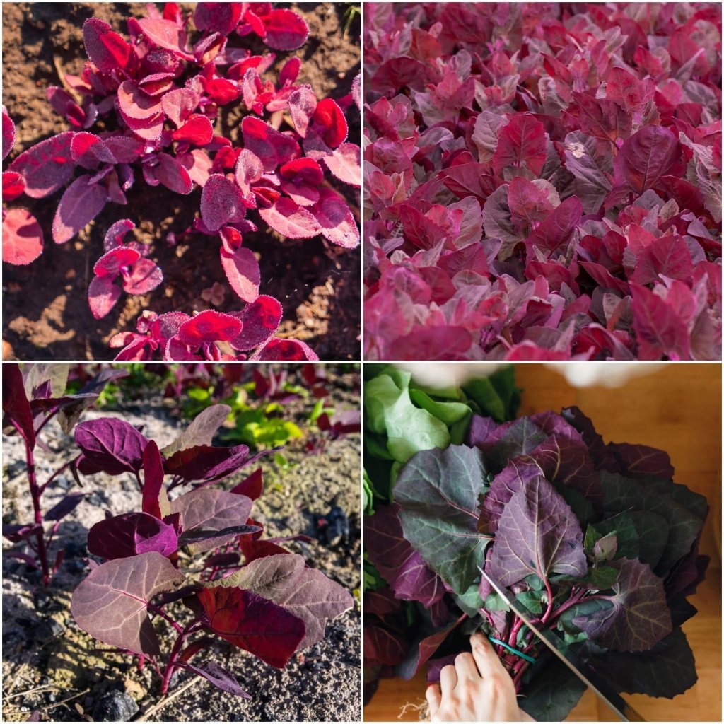 Orach - Ruby Red seeds - Happy Valley Seeds