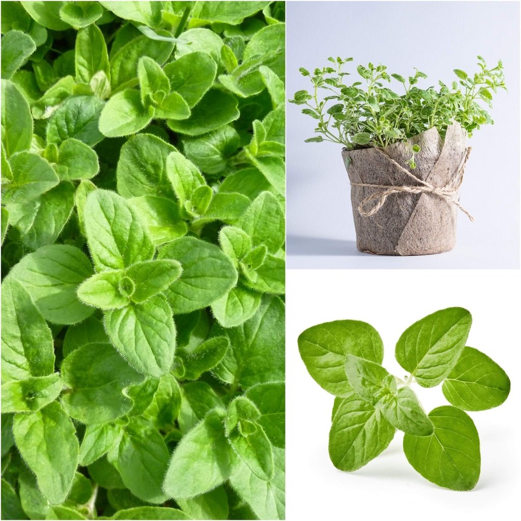 Oregano seeds - Happy Valley Seeds