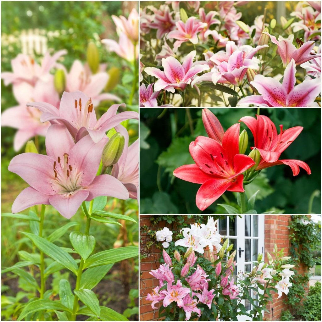 Oriental Lilies Mixed (Pack of 5 Bulbs) - Happy Valley Seeds