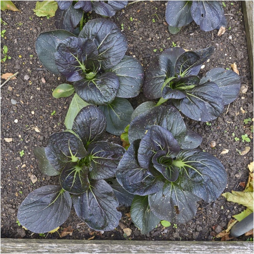 Pak Choi - Taipai Red F1 seeds - Happy Valley Seeds